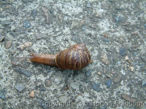 Snail on path 